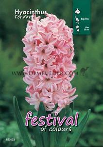 Binbox Hyacinthus Fondant 18/19 (x50)