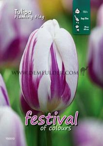 Binbox Tulips Flaming Flag 12/+ (x100)