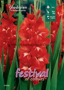 Binbox Gladiolen Traderhorn 14/+ (x80)