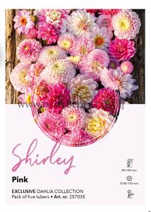 Dahlia Collecties Exclusive Collection Exclusive Collection Dahlia's Shirley