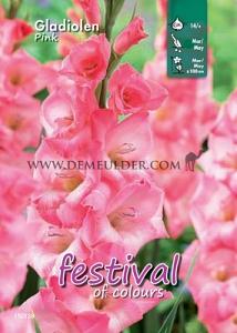 Binbox Gladiolen Pink 14/+ (x80)