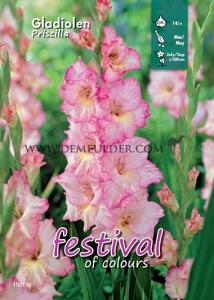 Binbox Gladiolen Priscilla 14/+ (x80)