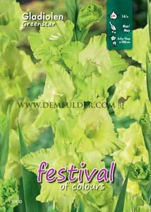  Binbox Gladiolen Greenstar 14/+ (x80)