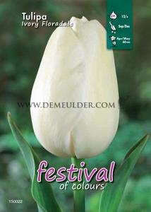 Binbox Tulips Ivory Floradale 12/+ (x100)