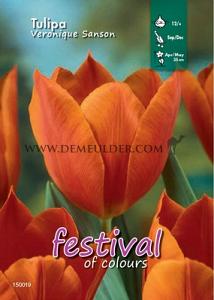 Binbox Tulips Veronique Sanson 12/+ (x100)