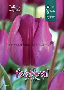 Binbox Tulips Negrita 12/+ (x100)