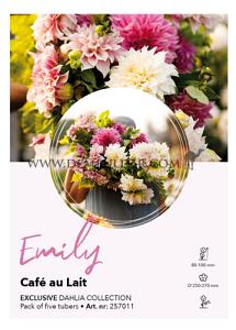 Dahlia Collecties Exclusive Collection Exclusive Collection Dahlia's Emily
