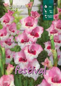 Binbox Gladiolen Perry 14/+ (x80)