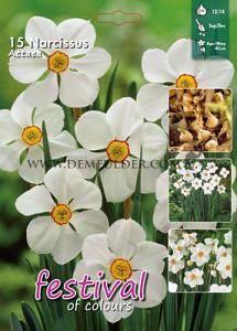Narcissus Actaea 12/14 (x15x15)