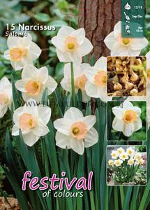 Narcissus Salomé 12/14 (x15x15)