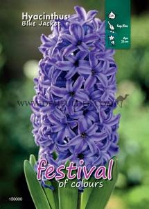 Binbox Hyacinthus Blue Jacket 18/19 (x50)