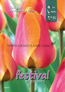 Binbox Tulips Apeldoorn's Elite 12/+ (x100)