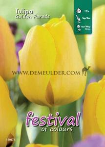 Binbox Tulips Golden Parade 12/+ (x100)