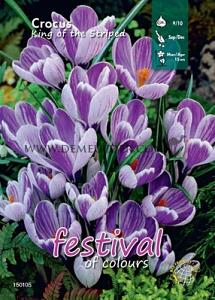 Binbox Crocus King of The Striped 9/10 (x100)