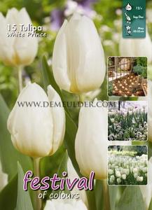 Tulips White Prince 12/+ (x20x15)