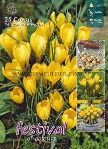 Crocus Yellow 8/9 (x20x25)