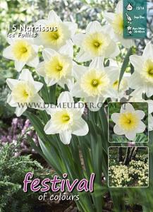 Narcissus Ice Follies 12/14 (x15x15)