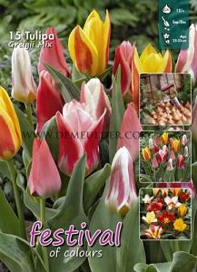 Tulips Greigii Mixed 12/+ (x20x15)