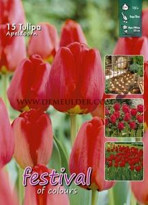 Tulips Apeldoorn 12/+ (x20x15)