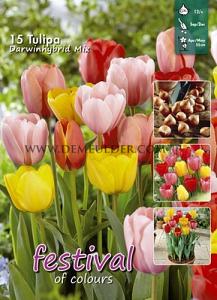 Tulips Darwin H. Mixed 12/+ (x20x15)