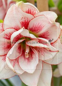 Amaryllis Elvas 30/32 (x5x1)