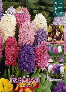 Hyacinths Mixed 15/16 (x20x10)