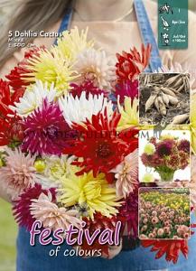 Pre-packed Dahlia Mixed 100cm Cactus I (x16x5)