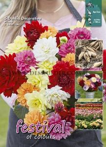 Pre-packed Dahlia Mixed 100cm Decorative  I (x8x5)