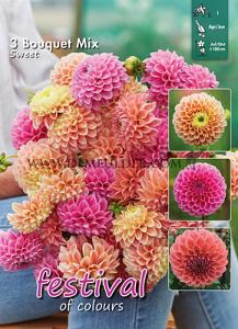 Festival Winter Big packs mixes Dahlia Sweet Bouquet Collection 100cm Ball  I (x16x3)