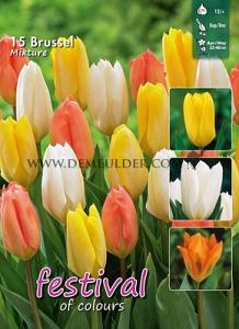 Mix Brussel 12/+ (x12x15)