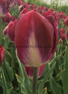 Tulips Kansas Proud 12/+ (x12x7)