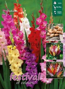 Festival Winter Big packs mixes Gladiolus Mixed  12/14 (x25x25)
