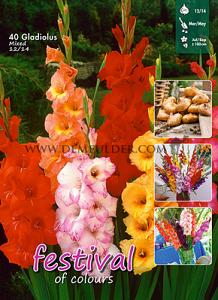 Festival Winter Big packs mixes Gladiolus Mixed  12/14 (x15x40)