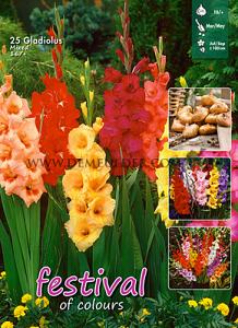 Festival Winter Big packs mixes Gladiolus Mixed  16/+ (x12x25)