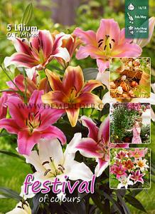 Festival Winter Big packs mixes Lilium OT Mixed  14/16 (x16x5)