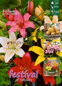Pre-packed Lilium Asiatic Mixed  14/16 (x16x5)