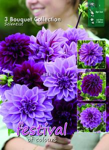 Festival Spring Big packs mixes Dahlia Scientist Mix I (x10x3)
