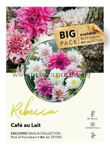 Dahlia Collecties Exclusive Collection Exclusive Collection Dahlia's Rebecca