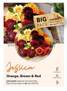 Dahlia Collecties Exclusive Collection Exclusive Collection Dahlia's Jessica