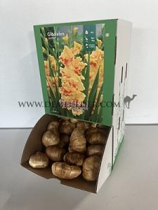  Binbox Gladiolen Jester 14/+ (x80)