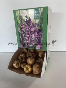  Binbox Gladiolen Vista 14/+ (x80)