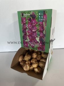  Binbox Gladiolen Frozzie 14/+ (x80)