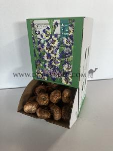  Binbox Gladiolen Circus Club 14/+ (x80)