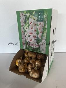  Binbox Gladiolen Candy Bar 14/+ (x80)