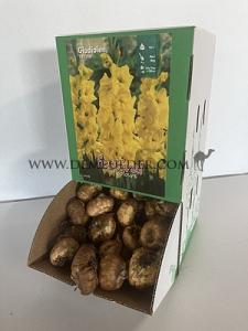  Binbox Gladiolen Yellow 14/+ (x80)