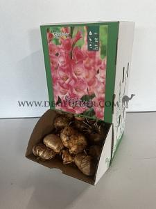  Binbox Gladiolen Pink 14/+ (x80)