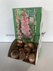  Binbox Gladiolen Priscilla 14/+ (x80)