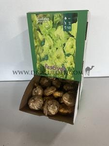  Binbox Gladiolen Greenstar 14/+ (x80)