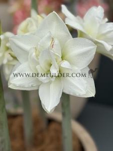 Amaryllis Akiko 30/32 (x5x1)