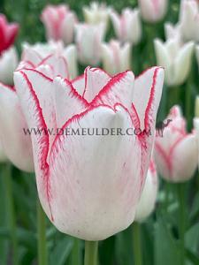 Tulips Beautytrend 12/+ (x12x7)